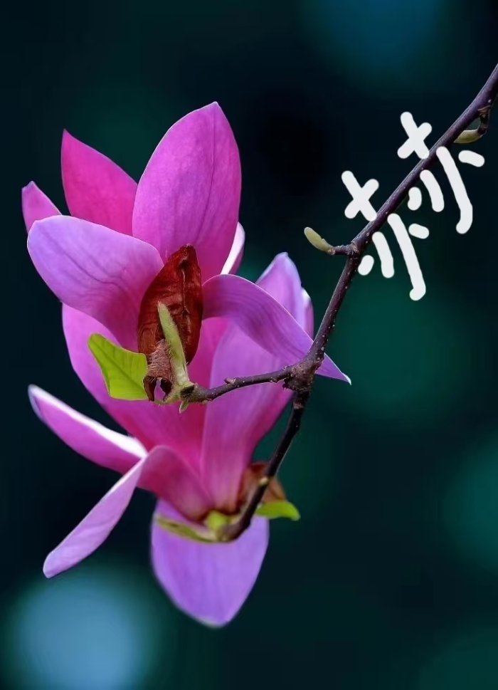 Chun Guang 5
